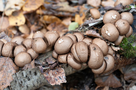 Group of mushrooms growing on a tree trunk in the autumn forest. (Lycoperdon pyriforme).の写真素材