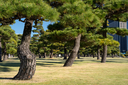 Pine trees in outer garden Imperial Palace with high building skyscrapers background, Tokyo, Japan. Imperial Palace and Gardens in central Tokyo, Japan.の写真素材