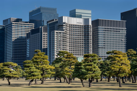 Pine trees in outer garden Imperial Palace with high building skyscrapers background, Tokyo, Japan. Imperial Palace and Gardens in central Tokyo, Japan.の写真素材