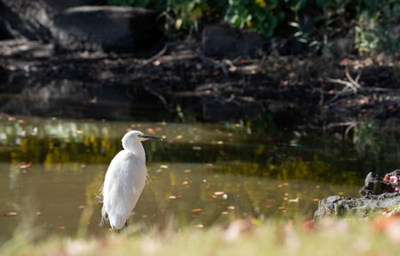 Autumn leaves in Hamarikyu Gardens, Tokyo, Japan. Hamarikyu Garden is located in central Tokyo, alongside Tokyo Bay, in Shiodome district.の写真素材