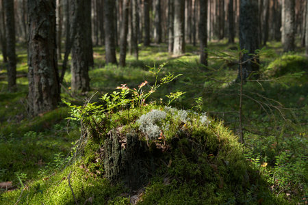Pine forest on a sunny summer day.