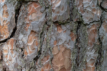 Pine tree bark texture background. Close up view. Nature scene.