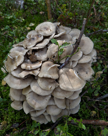 Group of mushrooms growing in the autumn forest. Natural background. Close up view.の写真素材