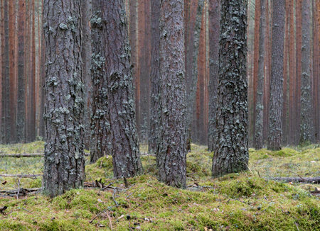 Clear pine autumn forest on a cloudy day. Tranquil nature scene.