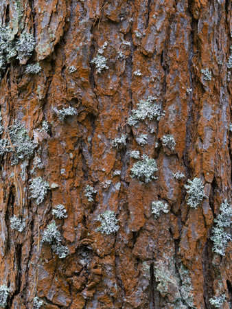 Pine tree bark texture background. Close up view. Nature scene.