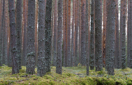 Clear pine autumn forest on a cloudy day. Tranquil nature scene.