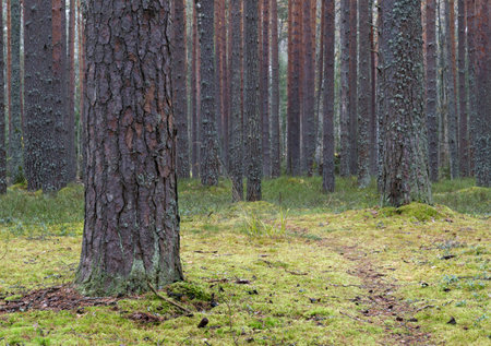 Clear pine autumn forest on a cloudy day. Tranquil nature scene.