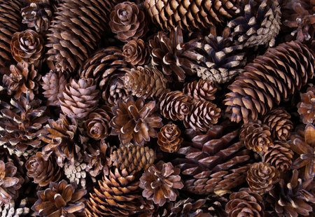 Pile of different coniferous pine trees cones as a beautiful pattern. Coniferous forest.