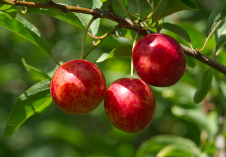 Ripe red plums on tree branches with green leaves in the garden. Closeup shot.の写真素材