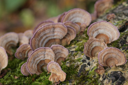 Group of mushrooms growing on a tree trunk in the autumn forest. (Trichaptum biforme).の写真素材
