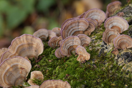 Group of mushrooms growing on a tree trunk in the autumn forest. (Trichaptum biforme).の写真素材