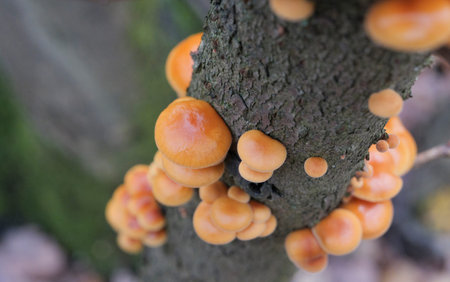 Mushrooms, growing on a tree trunk in the autumn forest. Edible autumn honey mushrooms on a mossy tree trunk. (Flammulina velutipes).の写真素材