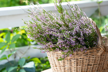 Pink wild heather in a basketの写真素材