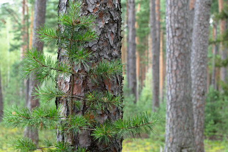 Woodland, Pine tree trunks in forest. Smooth trunks of pine trees in the forest.の写真素材