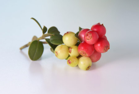 Cranberry, close-up, isolatedの写真素材