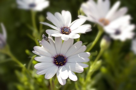 white camomiles on a green field の写真素材