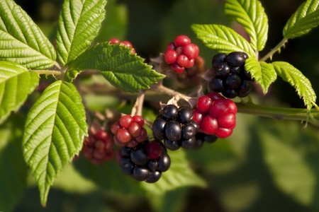 blackberries with green leaves close-upの写真素材