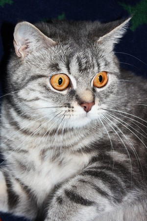 grey cat in the nightの写真素材