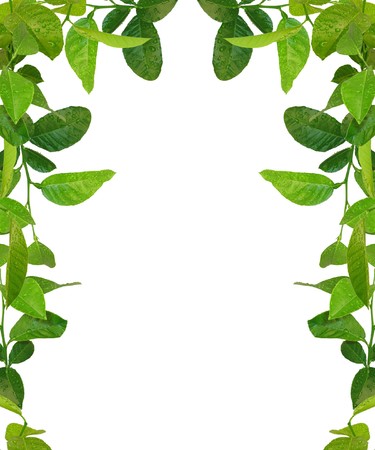 green leaves frame - similar images availableの写真素材