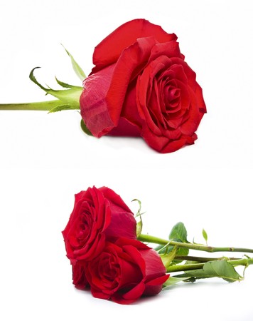 a set of roses isolated on whiteの写真素材