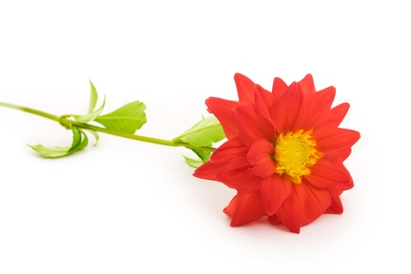 close up shot of red field flower isolatrd on white の写真素材