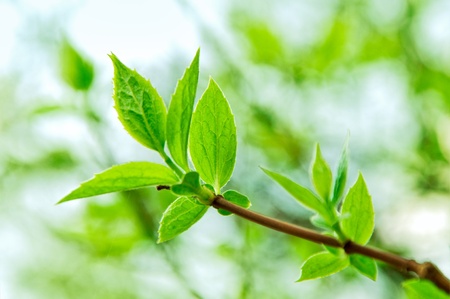 close up shot of a branch with young leaves in springの写真素材