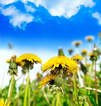 spring dandelion in green grass over blue skyの写真素材