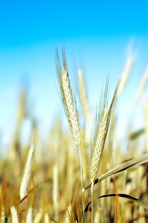 close up shot of  wheat over blue skyの写真素材