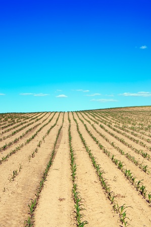 feild over blue sky in the countryside in the eveningの写真素材