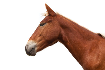 horse head isolated on white background