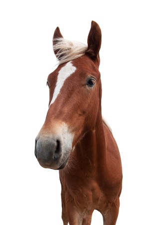 red horse with white mane  isolated on white backgroundの写真素材