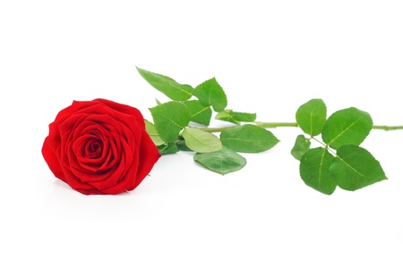 Close up shot of red rose with green leaves isolated on white の写真素材