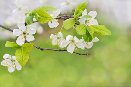 white spring flowers on a tree branch over green bokeh background close-up