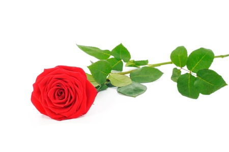 close up shot Red rose isolated on white background の写真素材