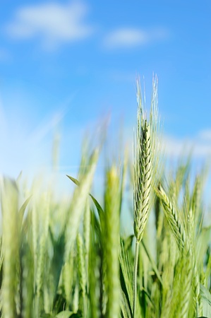  green wheat in summer over blue sky and sun lightの写真素材