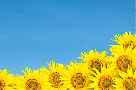 little sunflowers over blue cloudy sky background in summerの写真素材