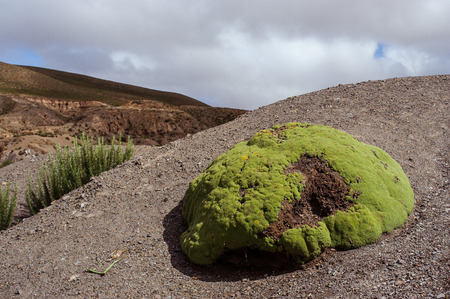 Mountains of Bolivia, altiplano, desert and green landscapes, trees and rocks, sand and water, sky and earth. Beautiful views of South America.の写真素材