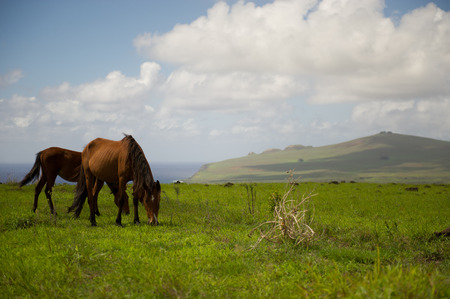 South America Easter Island Horses. Mountainsの写真素材