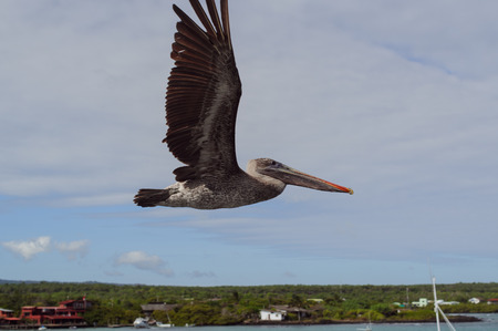 Pelican in flight. Galapagos flapping wingsの写真素材