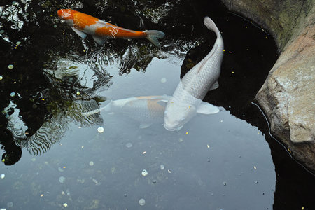 Fish in the pond of Hong Kongのeditorial素材