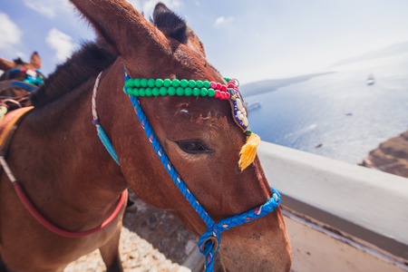 Santorini Island. Greece.  Fira.   Summer.の写真素材