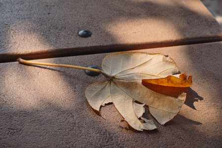 Dry leaves on the table