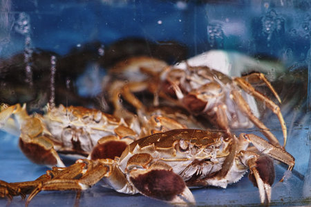 Crab close upの写真素材