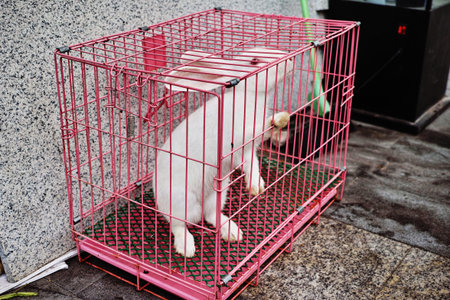 Rabbit in a cageの写真素材