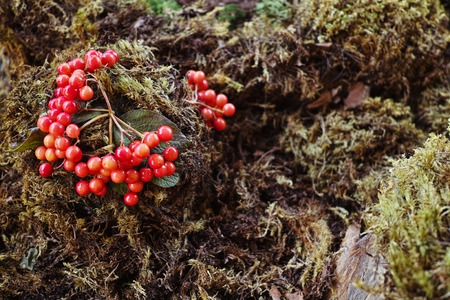 Forest Candy bar, decorated with fresh berries with delicious cakes. Wedding decor decorations for weddings forest.の写真素材