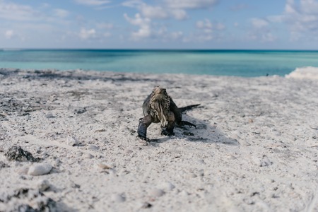 Marine iguana on the beach of Cayo Largo in Cubaの写真素材
