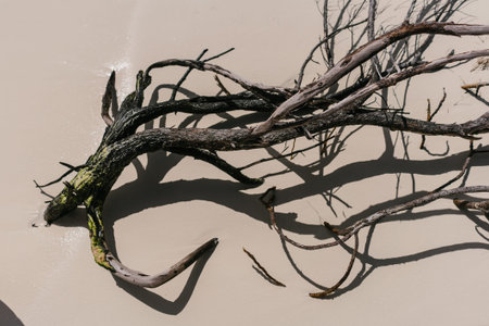 The picturesque snags sticking out of the waters of the Caribbean Sea on the beach of the island of Cayo Largo, Cubaの写真素材