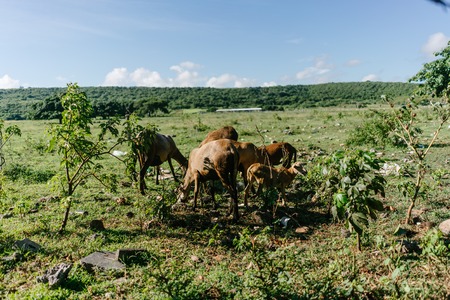 Sheep in the pasture in Cubaの写真素材