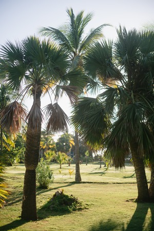 Palm trees and their leaves in the resort town of Varadero, Cubaの写真素材
