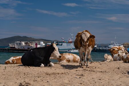 Cows on the beachの写真素材